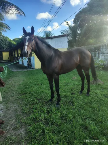 Lindo cavalo
