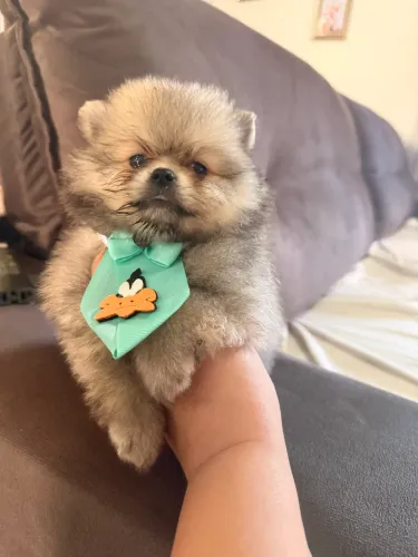 Lindo Filhote de Spitz Alemão Lulu da Pomerania com Pedigree cbkc