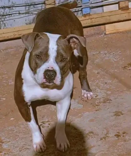 Venda de Pitbull American Bully