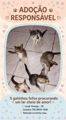 Adoção de 5 Gatinhos
