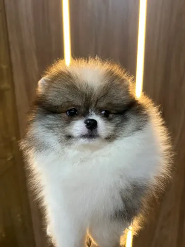 Lulu da Pomerania