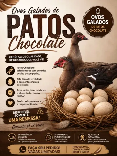 Ovos galados de PATOS CHOCOLATE ?