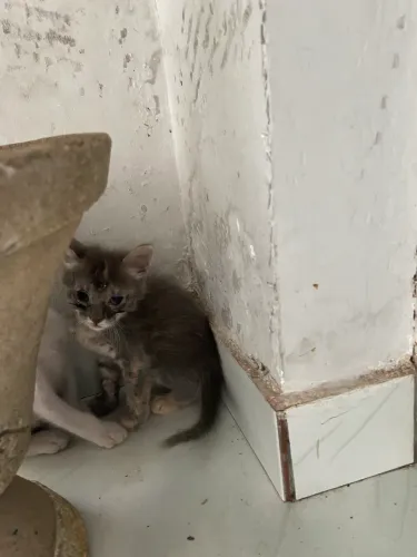 DOAÇÃO DE GATO