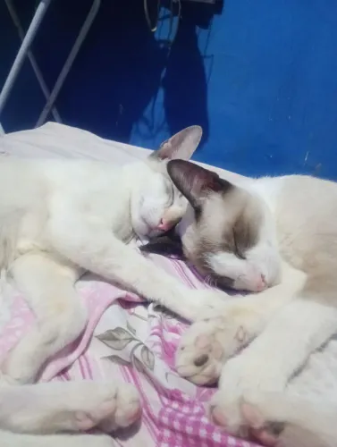 Casal de Gatinhos para Adoção Responsável!