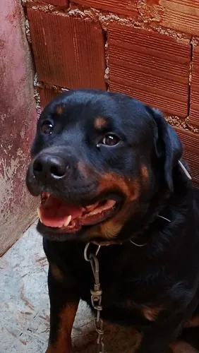 Doação de cachorro rottweiler 
