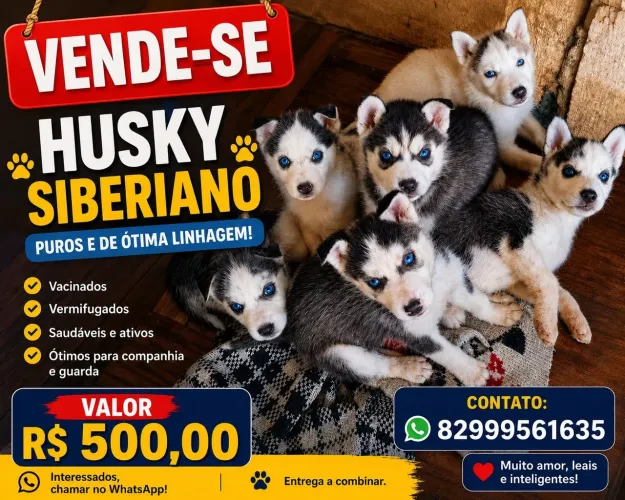 3 cachorras a venda.