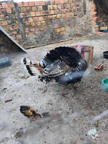 Peru macho