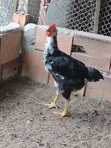 3 frango com 4 meses de vida motle de preto GSB balão 
