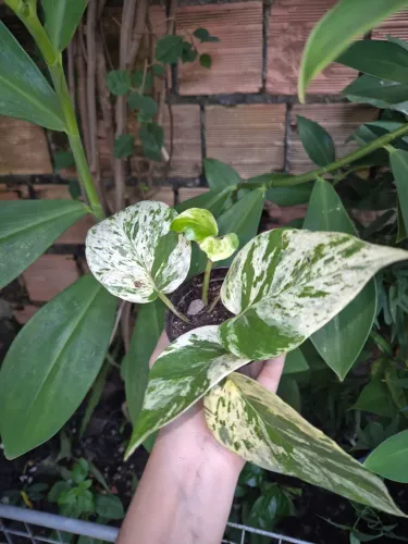 Plantas