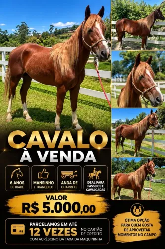 Cavalo a venda 