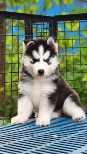 Husky siberiano O maior sucesso da temporada junina