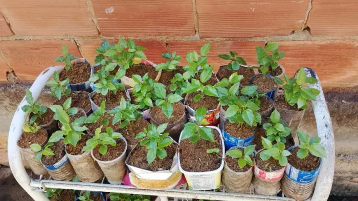 Vende se Mudas maracujá azedo Capixaba Atacado e Pedidos sob Encomenda
