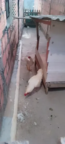 Casal de galinha carioca