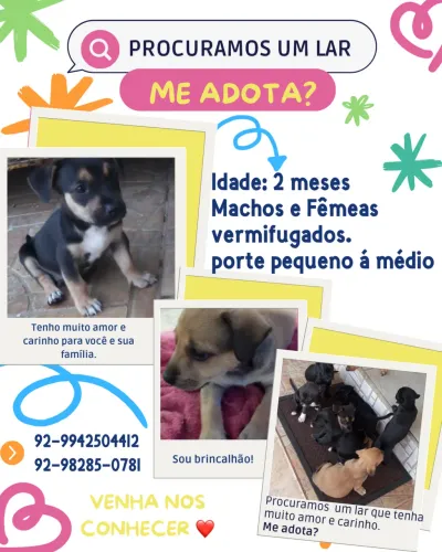 Doação de cachorro.