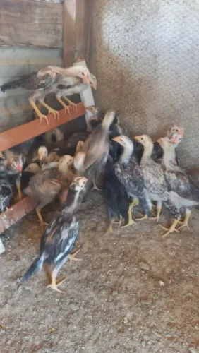 Franguinhos