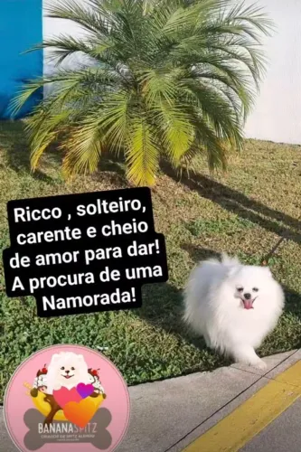 Spitz Alemão Anão Macho Branco ( CRUZA)