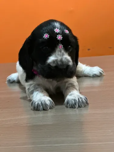 Cocker fêmea