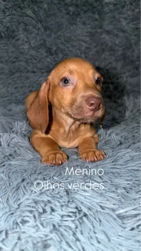 Filhotes salsichinha mini