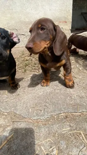 Salsicha Daschund