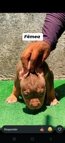 Vendo pit Monster