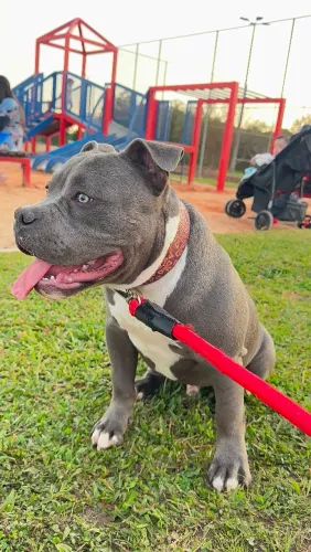 American Bully Pocket