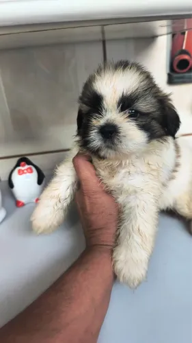 Shih-tzu com 60 dias fêmea vacinada e vermifugada 