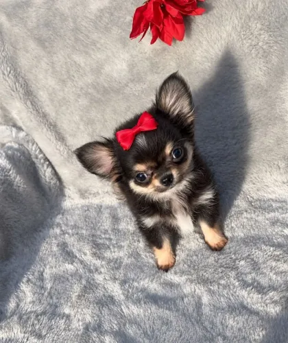 Chihuahua Pêlo Longo Fêmea - Pequena e Charmosa.