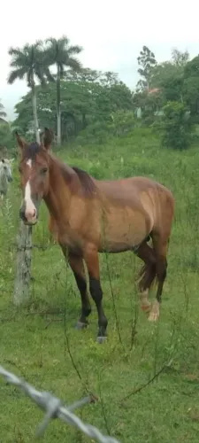Vendo cavalo campolino