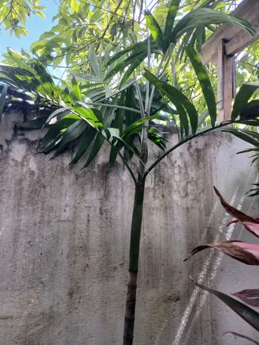 Plantas a venda