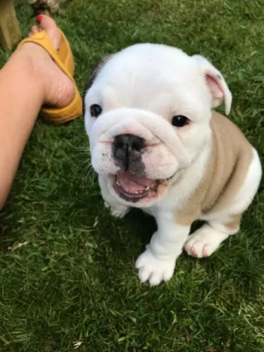 Bulldog Inglês,Bulldog Inglês Filhote Disponível Entrega Facilitada