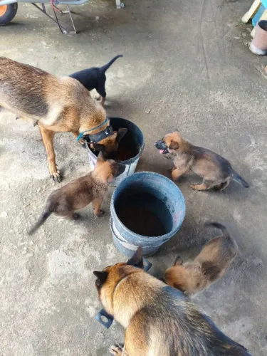 Pastor Belga Malinois