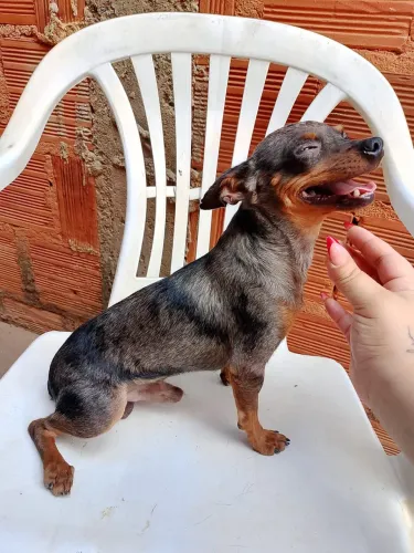 Pinscher exótico vendo ou troco 