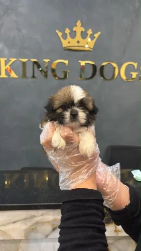 Shih Tzu Filhotes | Um Novo Amigo Para Sua Família