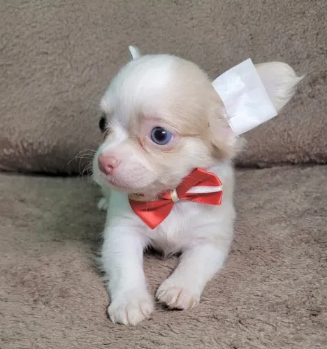 Venda chihuahua pelo longo