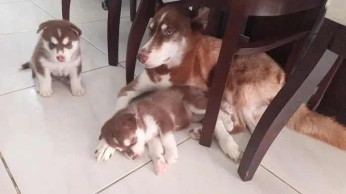 Husky Siberiano
