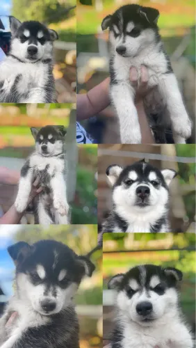 LINDOS FILHOTES DE HUSKY SIBERIANO