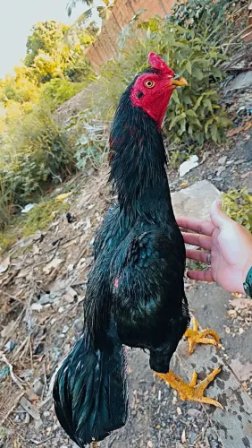 Galo indo mura