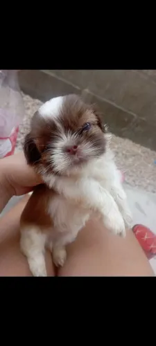 Shitzu filhotes a venda