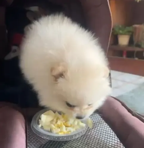 LULU DA POMERANIA 