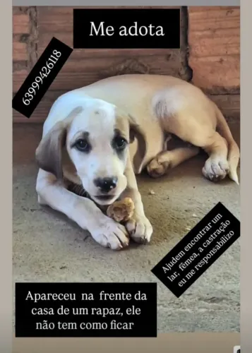 FILHOTINHA PARA ADOÇÃO!