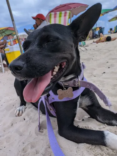 Cadela para adoção