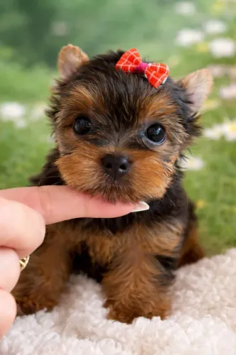 Yorkshire Terrier Femea!! Visite Nosso Canil.