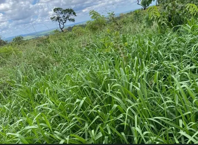 Arrendo fazenda 18 alqueires anual em caldas novas
