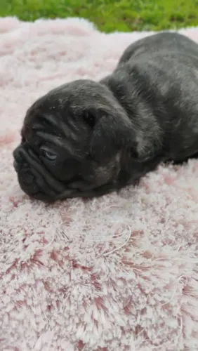 Buldog frances macho