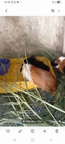 Porquinho da Índia 
