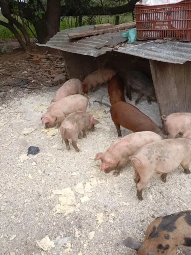 Leitão, porco,porca 