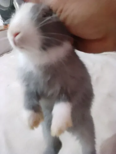 Coelho pet raça