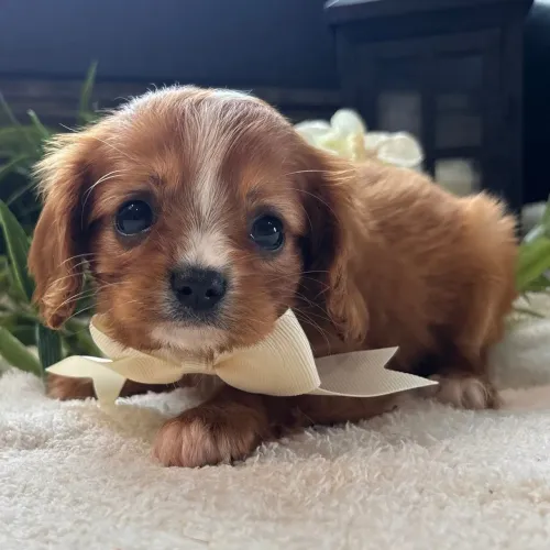 Cavalier King Charles Spaniel- Um cãozinho de colo pefeito 
