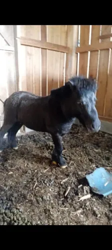 Mini pônei