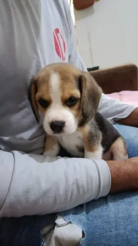 Cachorro